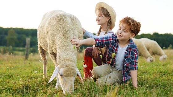 Image shows a boy and a girl sat on the grass in a field stroking a white sheep with other sheep eating grass in the background.