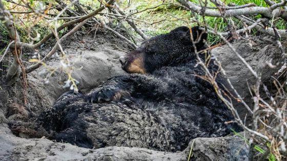 Image shows a large black bear hibernating in a dug out hole under some branble.