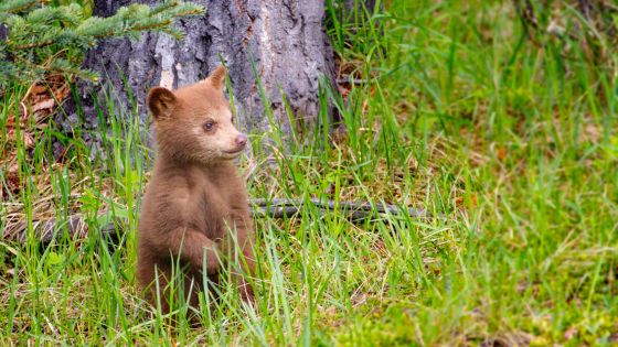 Image shows a baby brown bear stood up amongst long grass in the woods.