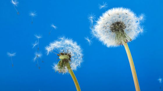 Image shows two dandelion plants with their seeds blowing off in the wind on a blue sky day.
