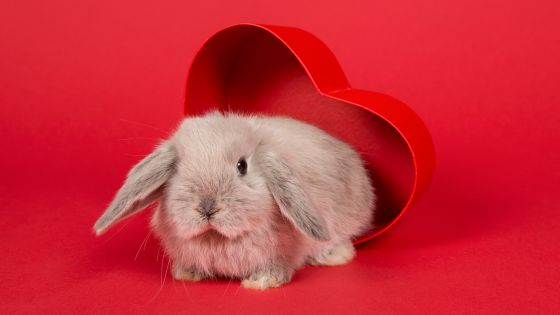 A red background with a heart shaped open box with a cute brown rabbit coming out of the box.