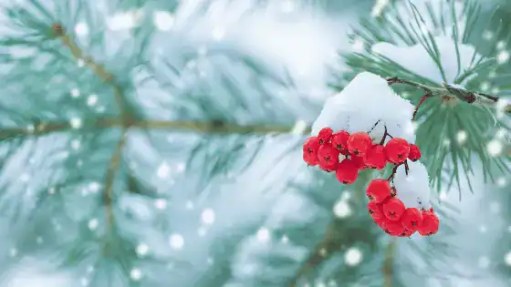 close up photo of an evergreen tree branch covered in snow with red berries