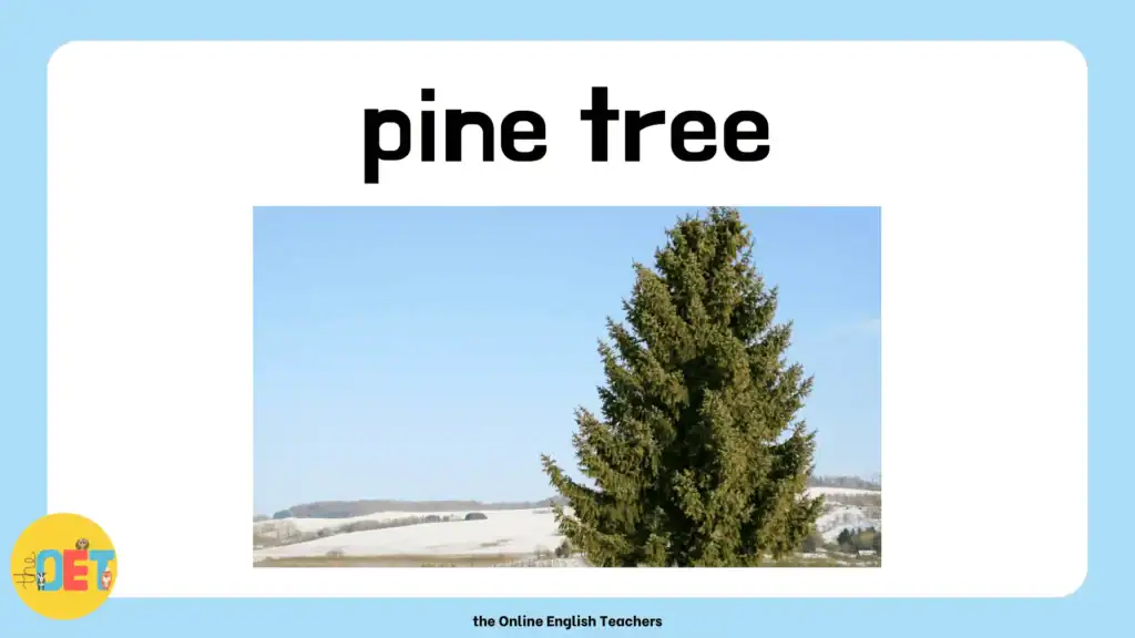 Text "pine tree" with a photo of a large, green pine tree.